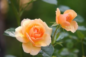 Roses represent thankfulness on Over 50 Feeling 40