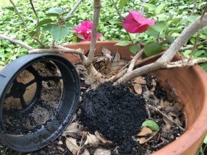 Using Coffee Grounds as plant food on OVer 50 Feeling 40