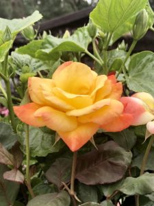Roses from Milberger Nursury on Over 50 Feeling 40