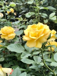 Yellow Roses on Over 50 Feeling 40