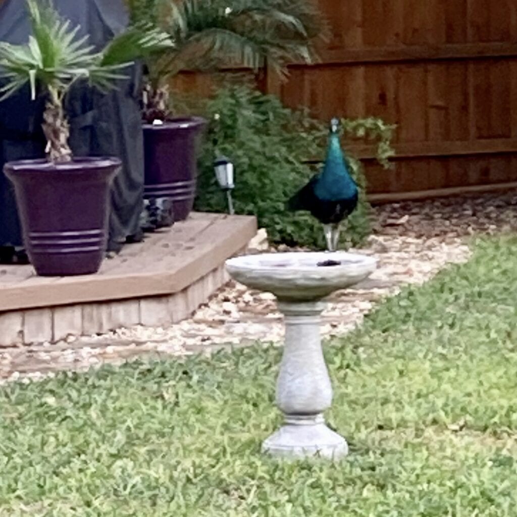 Peacock in the Suburbs