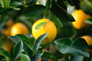 Healthy discontentment turns lemons into lemonade