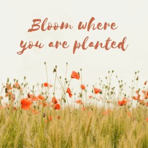 It's not cliche to bloom where you are planted